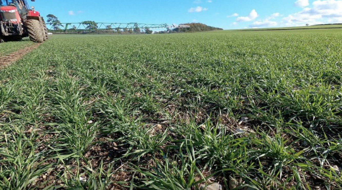 ΚΑΡΔΙΤΣΑ - ΓΕΩΠΟΝΙΚΟΣ ΣΥΛΛΟΓΟΣ Ν. ΚΑΡΔΙΤΣΑΣ: Ανοιξιάτικη ζιζανιοκτονία στο σιτάρι- Στρατηγικές διαχείρισης και κρίσιμα ΚΑΡΔΙΤΣΑ - ΓΕΩΠΟΝΙΚΟΣ ΣΥΛΛΟΓΟΣ Ν. ΚΑΡΔΙΤΣΑΣ: Ανοιξιάτικη ζιζανιοκτονία στο σιτάρι- Στρατηγικές διαχείρισης και κρίσιμα