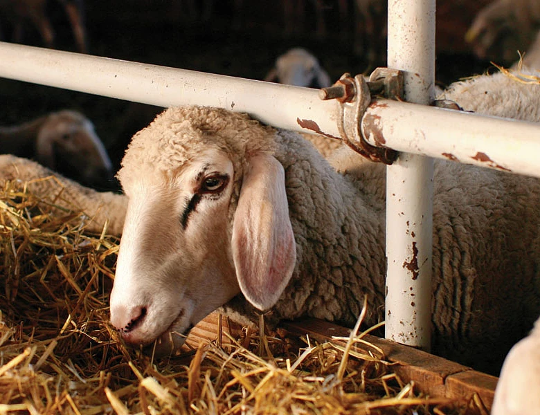 Αγροτικά - Αύξηση παραγωγής αιγοπρόβειου γάλακτος το 2025 παρά τις χιλιάδες θανατώσεις Αγροτικά - Αύξηση παραγωγής αιγοπρόβειου γάλακτος το 2025 παρά τις χιλιάδες θανατώσεις