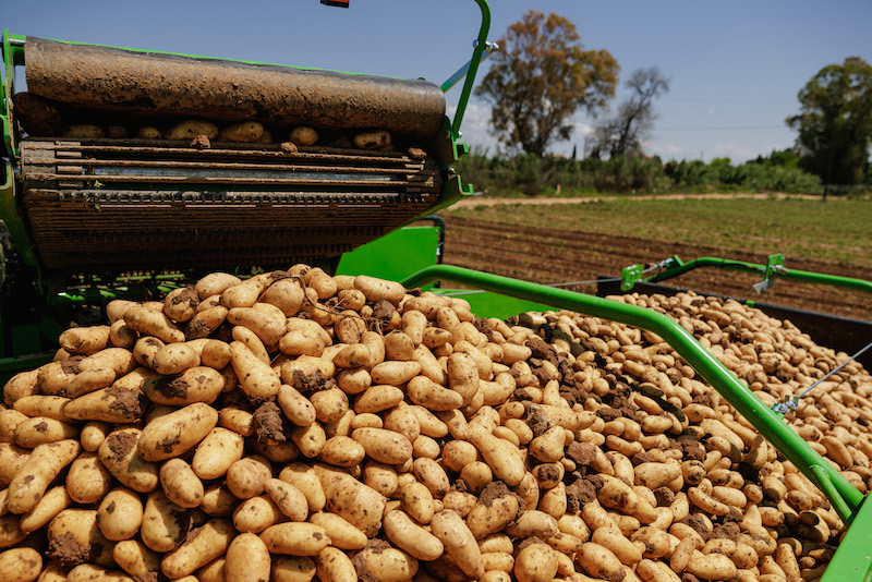 Αγροτικά - Δύο ελληνοποιήσεις αιγυπτιακών πατατών έδειξαν έλεγχοι του ΥΠΑΑΤ Αγροτικά - Δύο ελληνοποιήσεις αιγυπτιακών πατατών έδειξαν έλεγχοι του ΥΠΑΑΤ