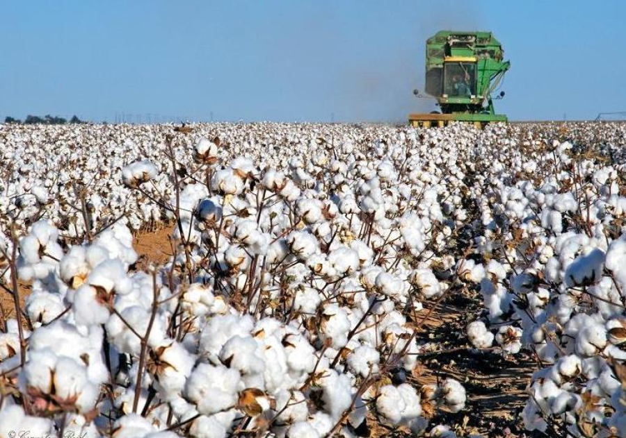 Δοντάς: Φέτος θα ειναι η χρονιά του βαμβακιού - πως ο πόλεμος στον κόλπο ευνοεί την αύξηση της τιμης του (video)