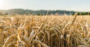 ΑΓΡΟΤΙΚΑ - Μεγάλη Πέμπτη το στοίχημα για πληρωμές συνδεδεμένες σε κριθάρι, σιτάρι, ειδική βάμβακος και υπόλοιπα Βασικής ΑΓΡΟΤΙΚΑ - Μεγάλη Πέμπτη το στοίχημα για πληρωμές συνδεδεμένες σε κριθάρι, σιτάρι, ειδική βάμβακος και υπόλοιπα Βασικής