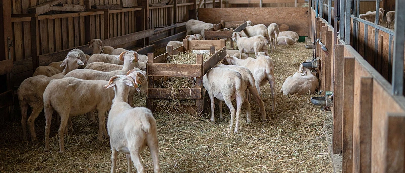 Αγροτικά - Υποχρεωτικοί από φέτος οι βόλοι στα αιγοπρόβατα, για τη λήψη ενισχύσεων Αγροτικά - Υποχρεωτικοί από φέτος οι βόλοι στα αιγοπρόβατα, για τη λήψη ενισχύσεων
