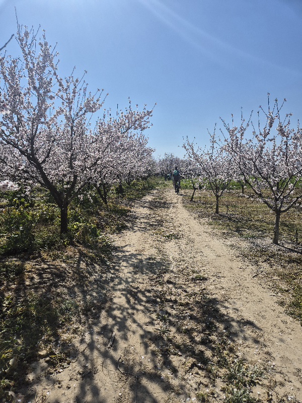 ΛΑΡΙΣΑ - «Δρόμοι των ανθισμένων αμυγδαλιών» στο Συκούριο -πλήθος κόσμου στην εκδήλωση ΛΑΡΙΣΑ - «Δρόμοι των ανθισμένων αμυγδαλιών» στο Συκούριο -πλήθος κόσμου στην εκδήλωση