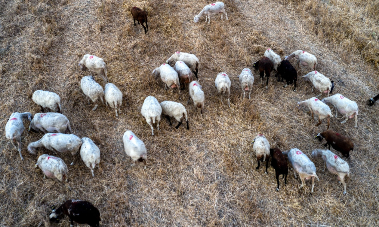 Αγροτικά - Μυτιλήνη: Σταματά η αγορά γάλακτος λόγω του αφθώδους πυρετού Αγροτικά - Μυτιλήνη: Σταματά η αγορά γάλακτος λόγω του αφθώδους πυρετού