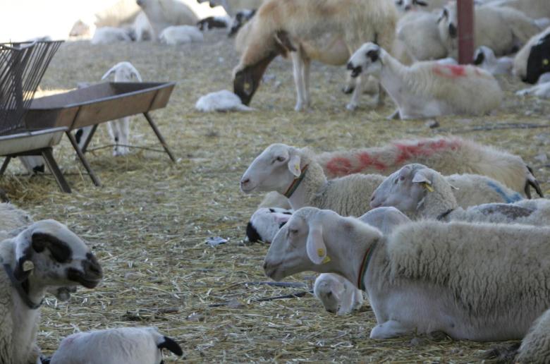 ΘΕΣΣΑΛΙΑ - Κτηνοτρόφοι Θεσσαλίας: «Ανησυχία και αγανάκτηση για την εμφάνιση κρούσματος αφθώδους πυρετού στη Λέσβο» ΘΕΣΣΑΛΙΑ - Κτηνοτρόφοι Θεσσαλίας: «Ανησυχία και αγανάκτηση για την εμφάνιση κρούσματος αφθώδους πυρετού στη Λέσβο»