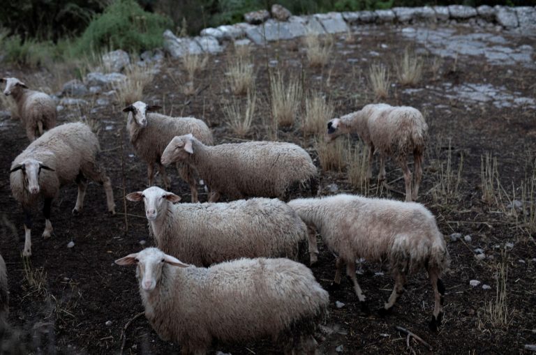 Αγροτικά - Οκτώ νέα κρούσματα αφθώδους πυρετού στη Λέσβο Αγροτικά - Οκτώ νέα κρούσματα αφθώδους πυρετού στη Λέσβο