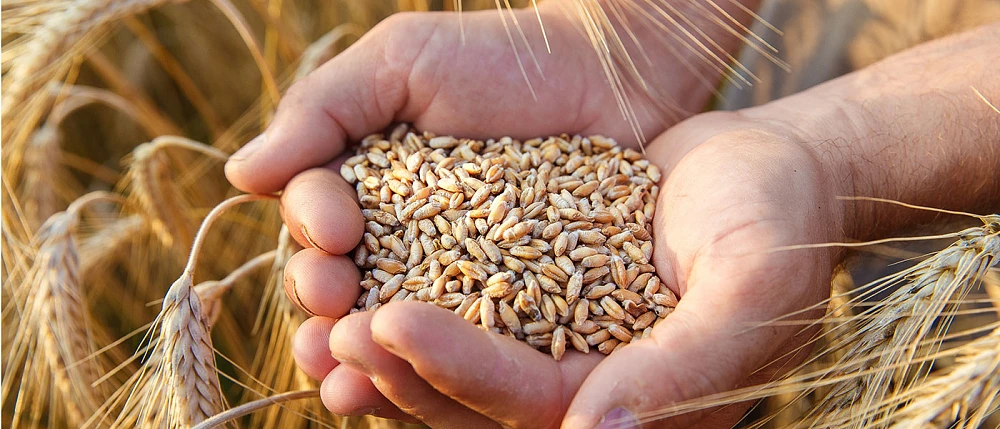 ΑΓΡΟΤΙΚΑ - Προβλέψεις παραγωγής και κατανάλωσης στα σιτηρά ενόψει πολέμου στο Ιράν, οι τιμές στα λιπάσματα κρίνουν τις αποδόσεις ΑΓΡΟΤΙΚΑ - Προβλέψεις παραγωγής και κατανάλωσης στα σιτηρά ενόψει πολέμου στο Ιράν, οι τιμές στα λιπάσματα κρίνουν τις αποδόσεις