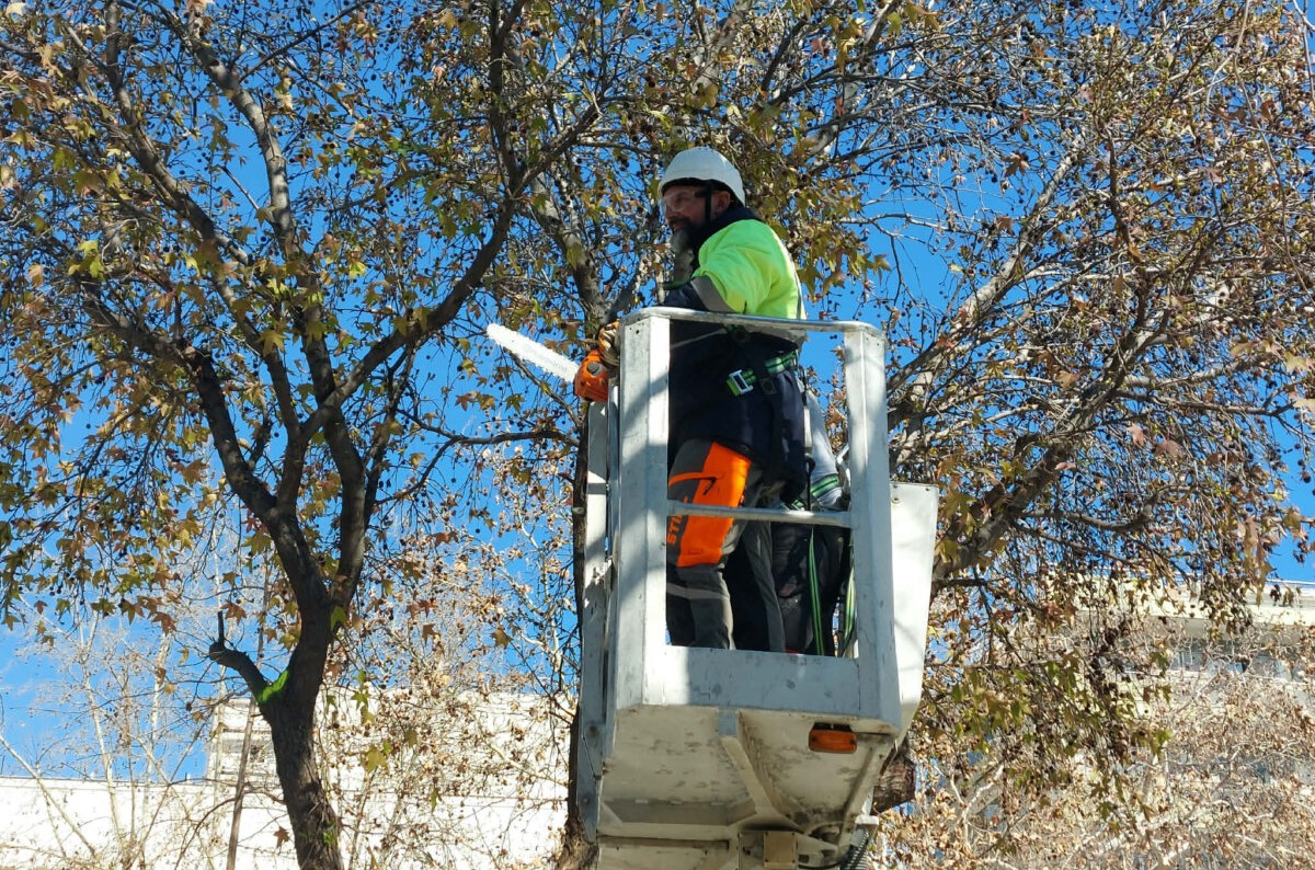 ΛΑΡΙΣΑ - Δήμος Λαρισαίων: Εργασίες κλαδέματος δέντρων την Κυριακή στην οδό Σωκράτους, στη Νέα Σμύρνη (ΦΩΤΟ) ΛΑΡΙΣΑ - Δήμος Λαρισαίων: Εργασίες κλαδέματος δέντρων την Κυριακή στην οδό Σωκράτους, στη Νέα Σμύρνη (ΦΩΤΟ)