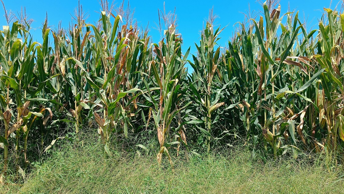 Αγροτικά - Μέχρι και 20% παραπάνω σε εκτάσεις το καλαμπόκι στη Θεσσαλία, από 20 λεπτά τα συμβόλαια Αγροτικά - Μέχρι και 20% παραπάνω σε εκτάσεις το καλαμπόκι στη Θεσσαλία, από 20 λεπτά τα συμβόλαια