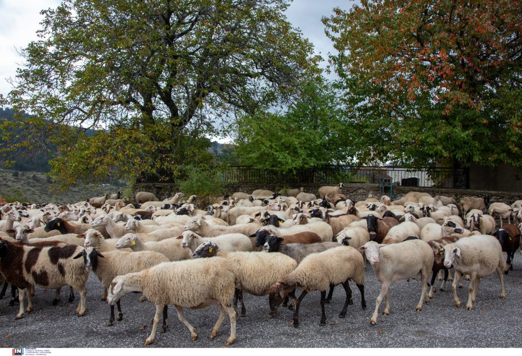 Αγροτικά - Αφθώδης πυρετός στη Λέσβο – Θανατώθηκαν πάνω από 2.300 ζώα Αγροτικά - Αφθώδης πυρετός στη Λέσβο – Θανατώθηκαν πάνω από 2.300 ζώα