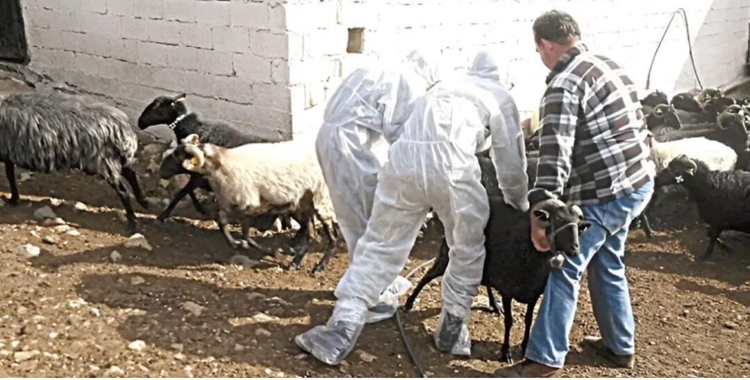 Αγροτικά - Έκτακτα μέτρα για την αντιμετώπιση ζωονόσων – Επέκταση με τροπολογία των παρεμβάσεων για την ευλογιά και στον αφθώδη πυρετό Αγροτικά - Έκτακτα μέτρα για την αντιμετώπιση ζωονόσων – Επέκταση με τροπολογία των παρεμβάσεων για την ευλογιά και στον αφθώδη πυρετό