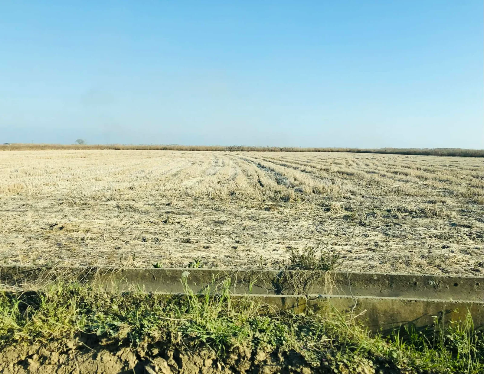 Σε ΦΕΚ οι συνδεδεμένες σε σιτάρι 8.9 ευρώ το στρέμμα, κριθάρι 11.5 ευρώ, όλα τα ποσά-ολοταχώς για πληρωμή