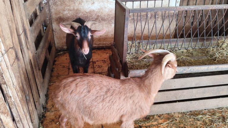 ΒΟΛΟΣ - Σε απόγνωση οι κτηνοτρόφοι στη Μαγνησία: Καθυστερήσεις αποζημιώσεων απώλειες ζωικού κεφαλαίου και φόβοι για το Πάσχα ΒΟΛΟΣ - Σε απόγνωση οι κτηνοτρόφοι στη Μαγνησία: Καθυστερήσεις αποζημιώσεων απώλειες ζωικού κεφαλαίου και φόβοι για το Πάσχα