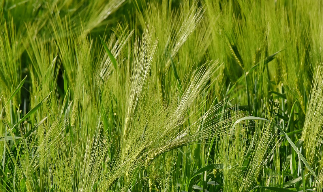 Αγροτικά - Προοπτικές ανόδου για το σκληρό, θετικά δείχνει να προχωρά η νέα σοδειά Αγροτικά - Προοπτικές ανόδου για το σκληρό, θετικά δείχνει να προχωρά η νέα σοδειά