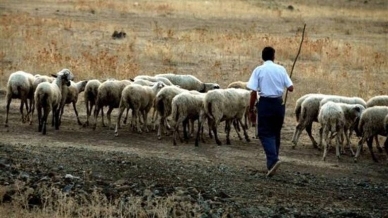 ΛΑΡΙΣΑ - Σύλληψη βοσκού στην Αγιά για παραβίαση των μέτρων για την ευλογιά των αιγοπροβάτων ΛΑΡΙΣΑ - Σύλληψη βοσκού στην Αγιά για παραβίαση των μέτρων για την ευλογιά των αιγοπροβάτων
