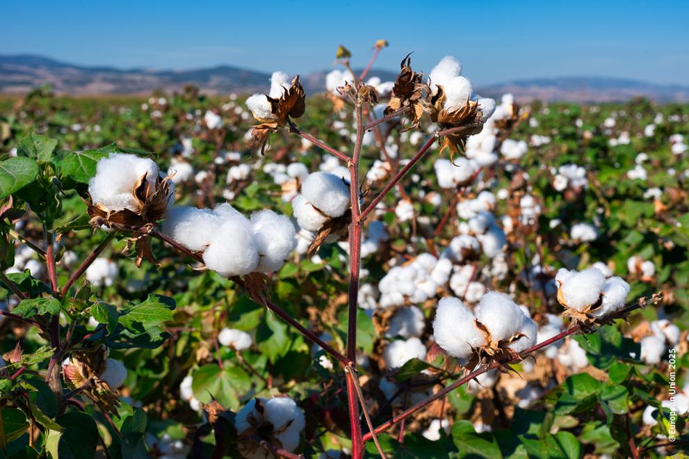 Πως μπορεί να παραμείνει η βαμβακοκαλλιέργεια στη Θεσσαλία Πως μπορεί να παραμείνει η βαμβακοκαλλιέργεια στη Θεσσαλία