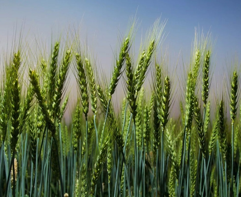ΘΕΣΣΑΛΙΑ - Τακούδης: Βροχές και τις επόμενες ημέρες ευεργετικές για καλλιέργειες στο θεσσαλικό κάμπο ΘΕΣΣΑΛΙΑ - Τακούδης: Βροχές και τις επόμενες ημέρες ευεργετικές για καλλιέργειες στο θεσσαλικό κάμπο