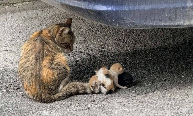 ΒΟΛΟΣ - Κτηνωδία στον Βόλο: Έδεσαν νεογέννητα γατάκια στην ουρά της μητέρας τους ΒΟΛΟΣ - Κτηνωδία στον Βόλο: Έδεσαν νεογέννητα γατάκια στην ουρά της μητέρας τους