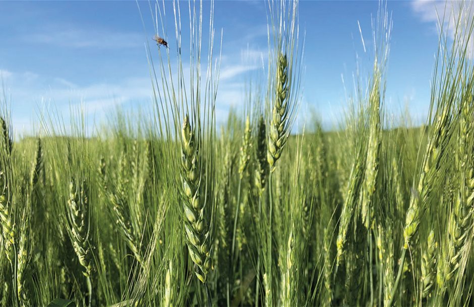 Αγροτικά - Ζωηρεύει η αγορά σκληρού σίτου, βάση τα 24 λεπτά συμβολαίων για τα αλώνια Αγροτικά - Ζωηρεύει η αγορά σκληρού σίτου, βάση τα 24 λεπτά συμβολαίων για τα αλώνια