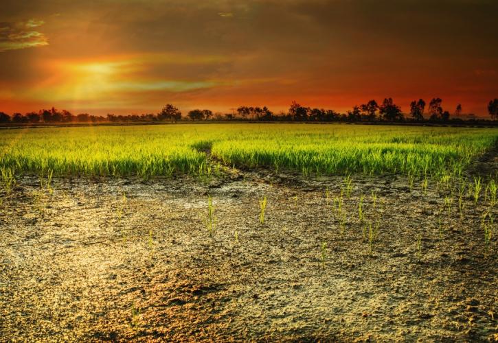 ΟΙΚΟΝΟΜΙΑ - Από το χωράφι στο ράφι… Ποιος κερδίζει πραγματικά; ΟΙΚΟΝΟΜΙΑ - Από το χωράφι στο ράφι… Ποιος κερδίζει πραγματικά;