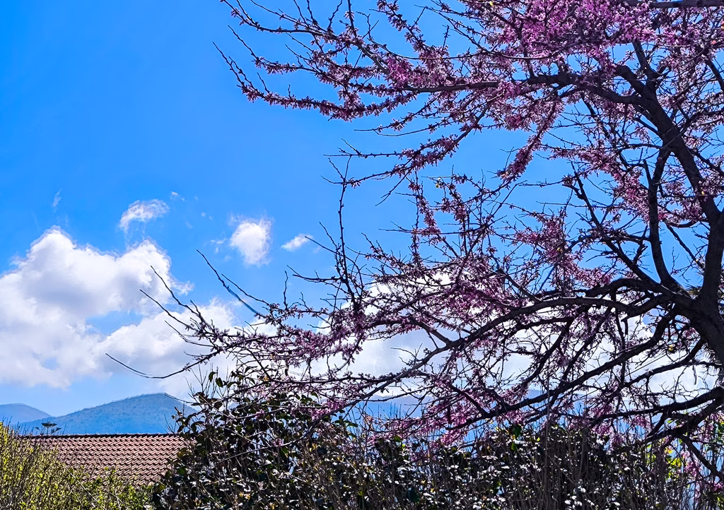 ΛΑΡΙΣΑ - «Άγγιξε» τους 29 βαθμούς η θερμοκρασία την Κυριακή στα Δένδρα Τυρνάβου– Τι καιρός προβλέπεται τις επόμενες μέρες ΛΑΡΙΣΑ - «Άγγιξε» τους 29 βαθμούς η θερμοκρασία την Κυριακή στα Δένδρα Τυρνάβου– Τι καιρός προβλέπεται τις επόμενες μέρες
