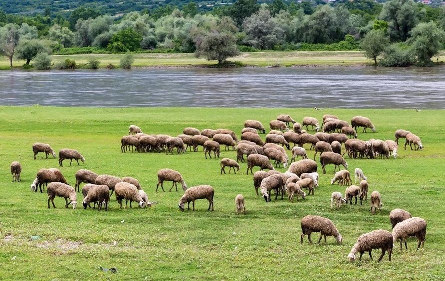 Αγροτικά - Πληρωμή 22,7 εκατ. ευρώ για αποζημιώσεις κτηνοτρόφων λόγω ευλογιάς και αφθώδους πυρετού-8.06 στη Θεσσαλία Αγροτικά - Πληρωμή 22,7 εκατ. ευρώ για αποζημιώσεις κτηνοτρόφων λόγω ευλογιάς και αφθώδους πυρετού-8.06 στη Θεσσαλία