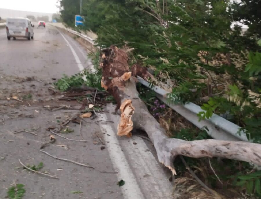 ΛΑΡΙΣΑ - Φάρσαλα: Πτώσεις δέντρων από τους ισχυρούς ανέμους και τη βροχή - χαλάζι στο Δίλοφο (video) ΛΑΡΙΣΑ - Φάρσαλα: Πτώσεις δέντρων από τους ισχυρούς ανέμους και τη βροχή - χαλάζι στο Δίλοφο (video)