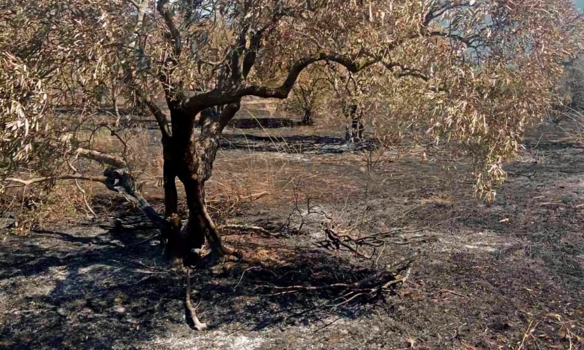 ΛΑΡΙΣΑ - Κραυγή απόγνωσης από τους Γόννους μετά τη φωτιά που αφάνισε ελαιώνες και κόπους μίας ζωής ΛΑΡΙΣΑ - Κραυγή απόγνωσης από τους Γόννους μετά τη φωτιά που αφάνισε ελαιώνες και κόπους μίας ζωής