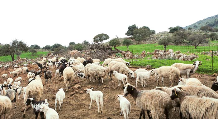 ΤΡΙΚΑΛΑ - Δήμαρχος Πύλης: «Η κτηνοτροφία δεν μπορεί να μπει σε καραντίνα» ΤΡΙΚΑΛΑ - Δήμαρχος Πύλης: «Η κτηνοτροφία δεν μπορεί να μπει σε καραντίνα»