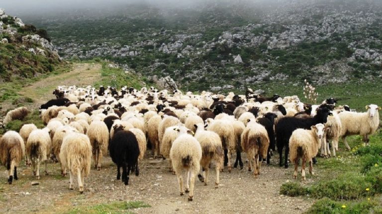 ΛΑΡΙΣΑ - Δυτική Μακεδονία: Αναμένουν άρση του αποκλεισμού οι μετακινούμενοι κτηνοτρόφοι – Συνάντηση στον Τύρναβο ΛΑΡΙΣΑ - Δυτική Μακεδονία: Αναμένουν άρση του αποκλεισμού οι μετακινούμενοι κτηνοτρόφοι – Συνάντηση στον Τύρναβο