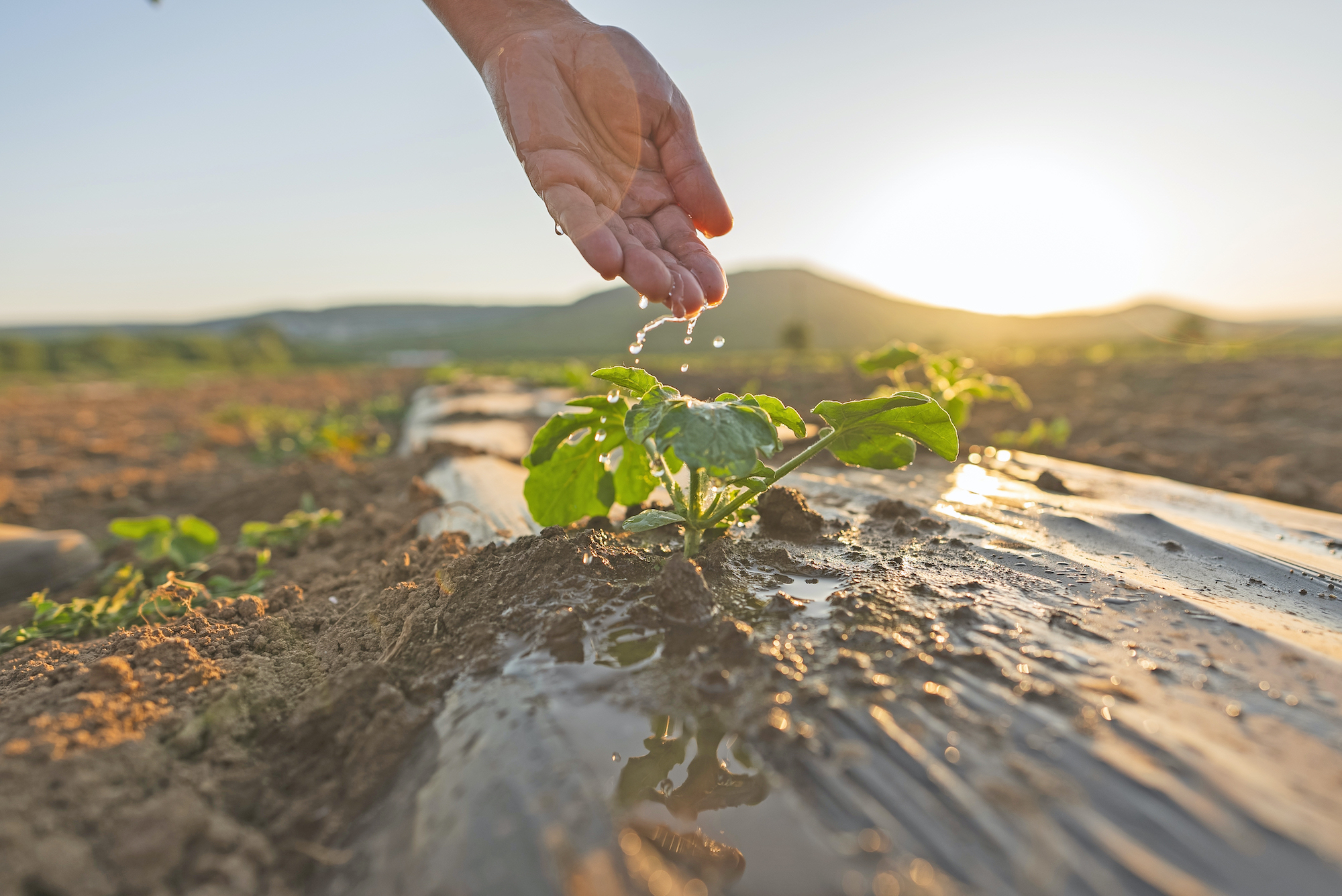 Αγροτικά - Οι αυστηρότεροι έλεγχοι στα Eco Schemes είναι απαραίτητοι αλλά πολλοί παραγωγοί θα μείνουν απλήρωτοι Αγροτικά - Οι αυστηρότεροι έλεγχοι στα Eco Schemes είναι απαραίτητοι αλλά πολλοί παραγωγοί θα μείνουν απλήρωτοι
