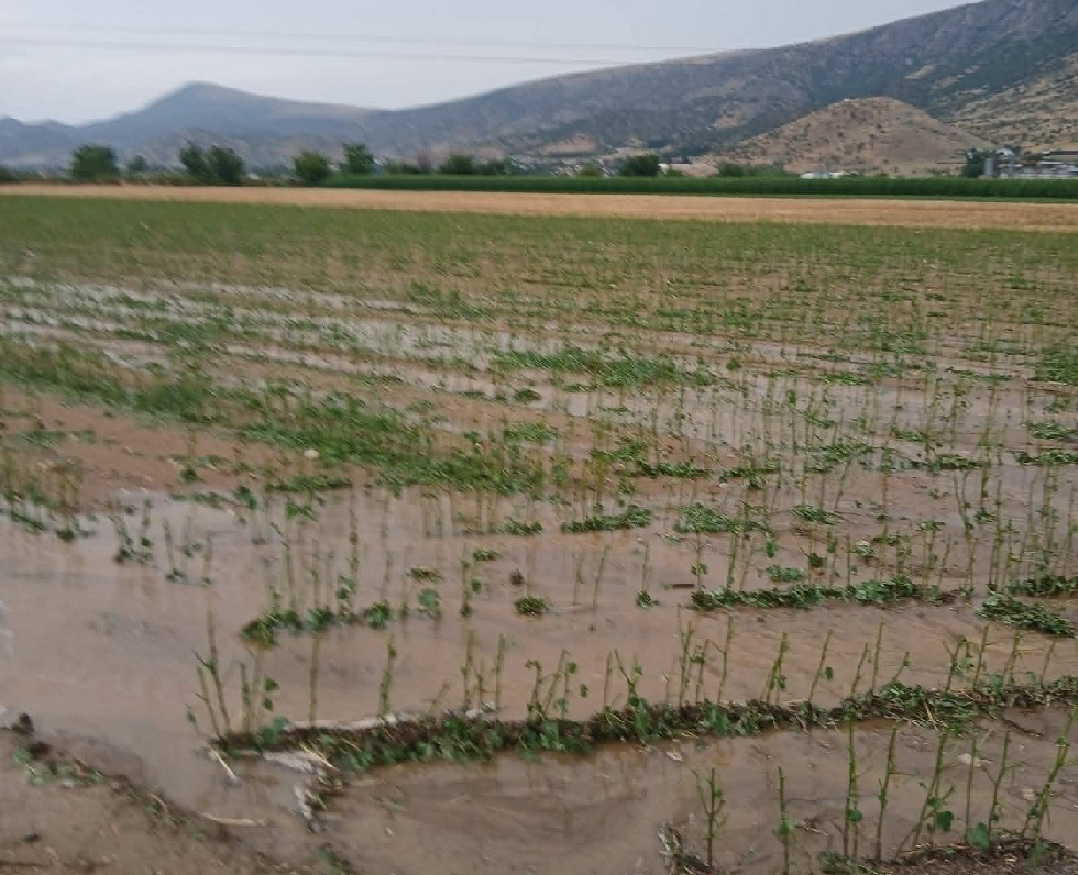 ΤΡΙΚΑΛΑ - Δείτε την εικόνα βιβλικής καταστροφής απο τη σφοδρή χαλαζόπτωση στις καλλιέργειες της Φαρκαδόνας (ΦΩΤΟ) ΤΡΙΚΑΛΑ - Δείτε την εικόνα βιβλικής καταστροφής απο τη σφοδρή χαλαζόπτωση στις καλλιέργειες της Φαρκαδόνας (ΦΩΤΟ)
