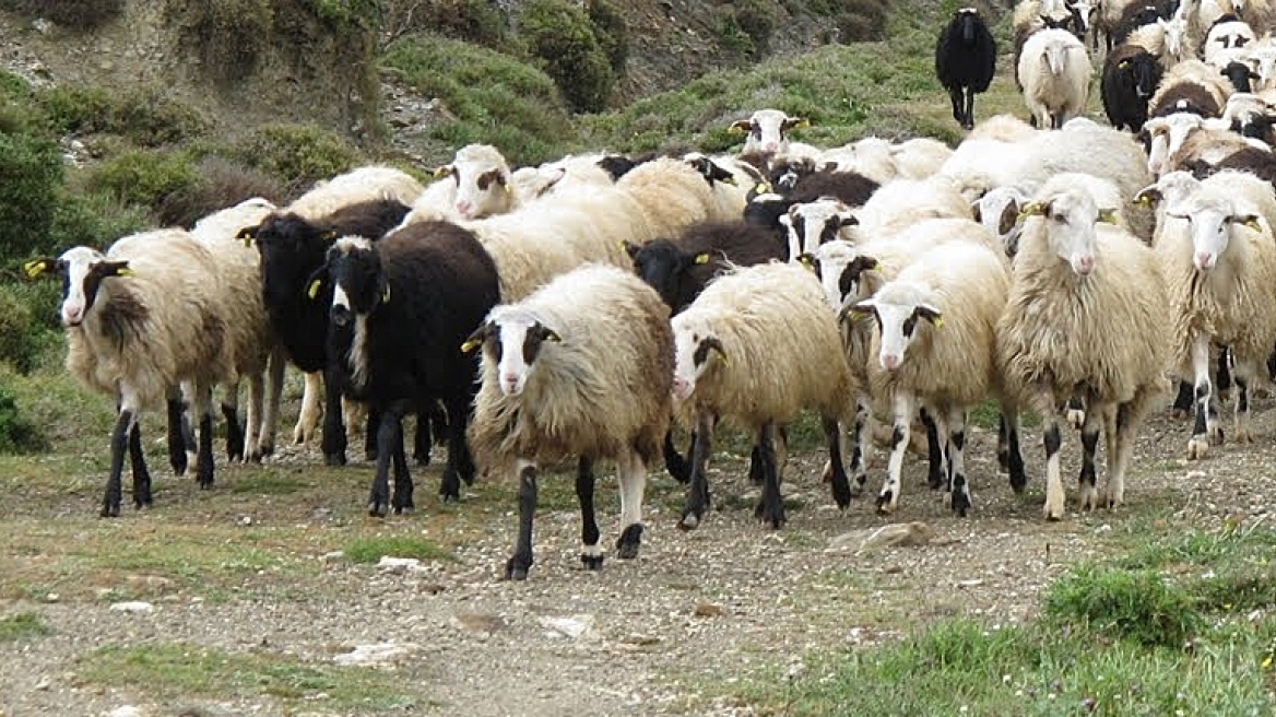ΚΑΡΔΙΤΣΑ - Σύλληψη στο Μουζάκι για παραβίαση των μέτρων για την ευλογιά των αιγοπροβάτων ΚΑΡΔΙΤΣΑ - Σύλληψη στο Μουζάκι για παραβίαση των μέτρων για την ευλογιά των αιγοπροβάτων