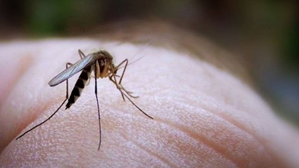 ΘΕΣΣΑΛΙΑ - «Επηρεαζόμενες περιοχές» οι Δήμοι Λαρισαίων και Παλαμά για τον ιό του Δυτικού Νείλου ΘΕΣΣΑΛΙΑ - «Επηρεαζόμενες περιοχές» οι Δήμοι Λαρισαίων και Παλαμά για τον ιό του Δυτικού Νείλου