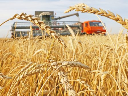 Με τιμή στα 214 ευρώ ο τόνος στον παραγωγό, στον Μάρκου οι 17.000 τόνοι σκληρό στον διαγωνισμό Ορεστιάδας