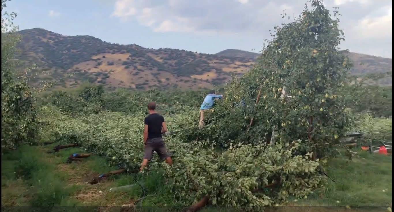 ΛΑΡΙΣΑ - Δυνατό μπουρίνι έπληξε τα Δελέρια, Αργυροπούλι και τα παράλια Αγιάς- έπεσαν δέντρα και παλμέτες με αχλάδια (ΦΩΤΟ+video) ΛΑΡΙΣΑ - Δυνατό μπουρίνι έπληξε τα Δελέρια, Αργυροπούλι και τα παράλια Αγιάς- έπεσαν δέντρα και παλμέτες με αχλάδια (ΦΩΤΟ+video)