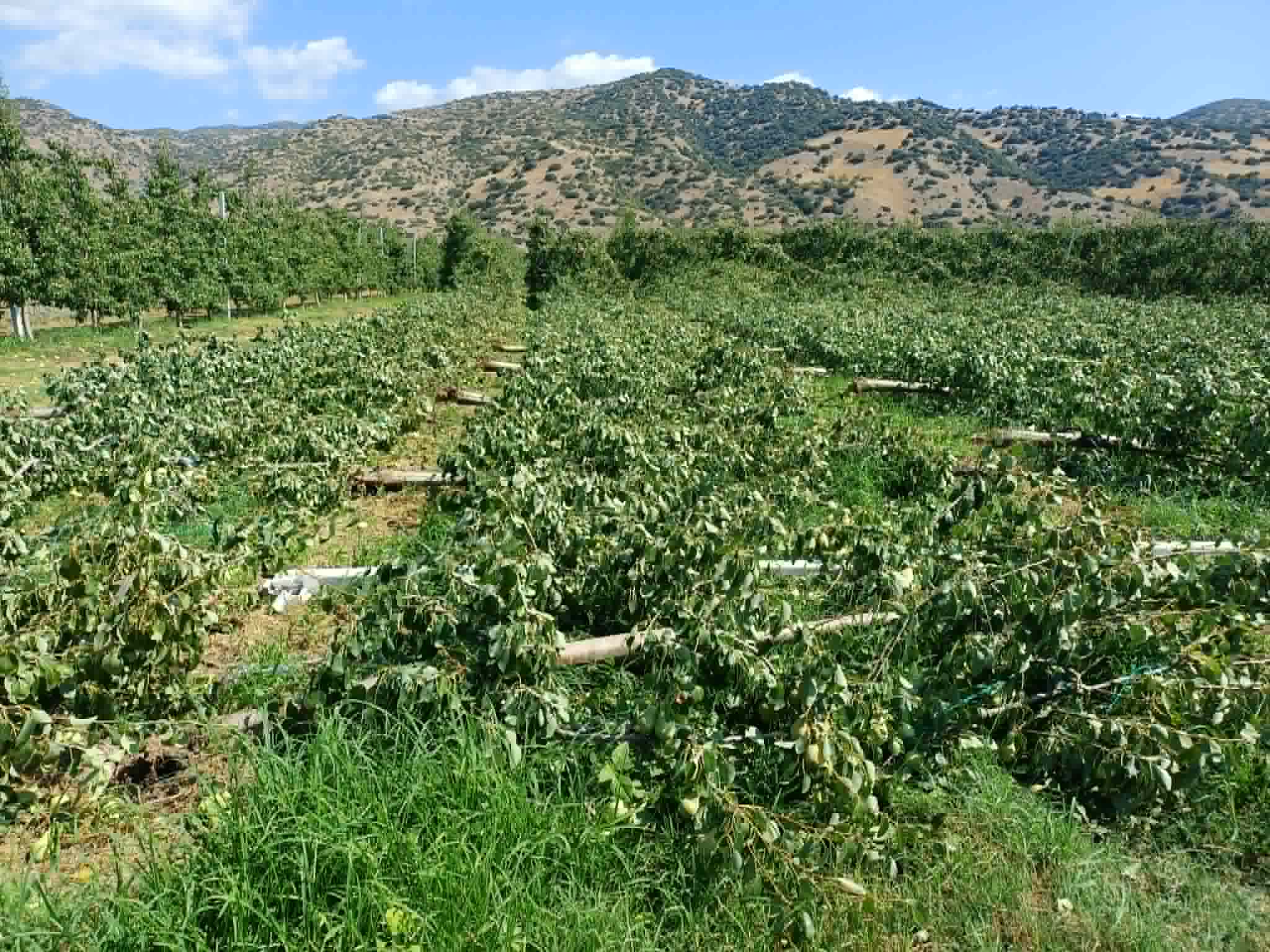 Μεγάλες ζημιές σε Δελέρια, Αργυροπούλι από το ισχυρό μπουρίνι- έπεσαν παλμέτες με αχλάδια πριν τη συγκομιδή (ΦΩΤΟ)
