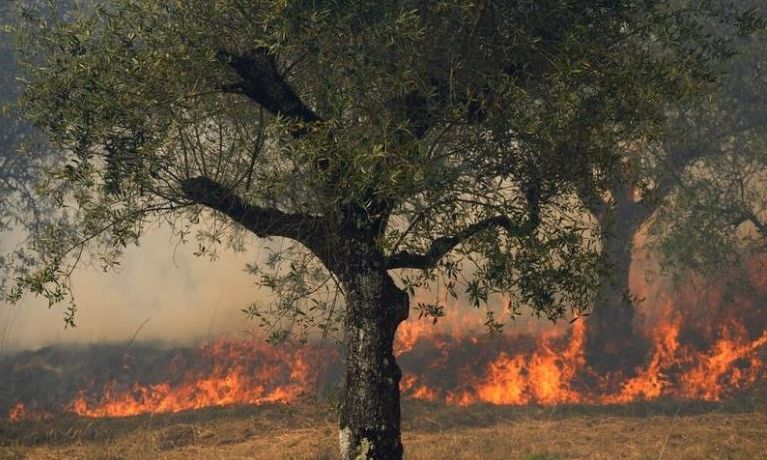 Αγροτικά - Ευρώπη: Καύσωνας και ξηρασία εκτοξεύουν την τιμή του ελαιολάδου Αγροτικά - Ευρώπη: Καύσωνας και ξηρασία εκτοξεύουν την τιμή του ελαιολάδου