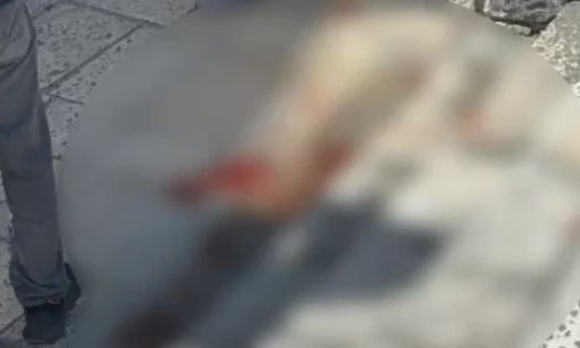 ΒΟΛΟΣ - Σκιάθος: Άγρια συμπλοκή με λοστάρια, μαχαίρια και σφυριά – «Με ξυλοκόπησαν και με άφησαν αιμόφυρτο» ΒΟΛΟΣ - Σκιάθος: Άγρια συμπλοκή με λοστάρια, μαχαίρια και σφυριά – «Με ξυλοκόπησαν και με άφησαν αιμόφυρτο»