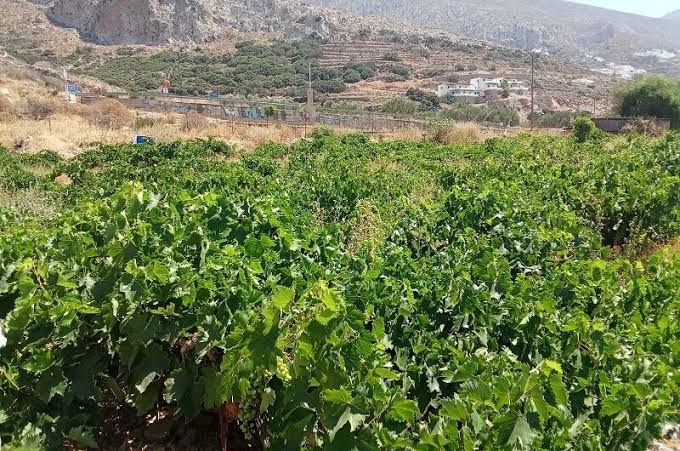 Αγροτικά - Ανδριανός: Νέο, σαφές και αναλογικό πλαίσιο για τις διοικητικές κυρώσεις στα φυτοπροστατευτικά προϊόντα Αγροτικά - Ανδριανός: Νέο, σαφές και αναλογικό πλαίσιο για τις διοικητικές κυρώσεις στα φυτοπροστατευτικά προϊόντα