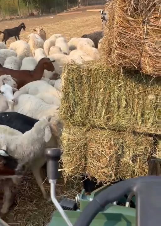 Η ελληνική κτηνοτροφία δεν υποχωρεί απλώς. Αδειάζει. Η ελληνική κτηνοτροφία δεν υποχωρεί απλώς. Αδειάζει.