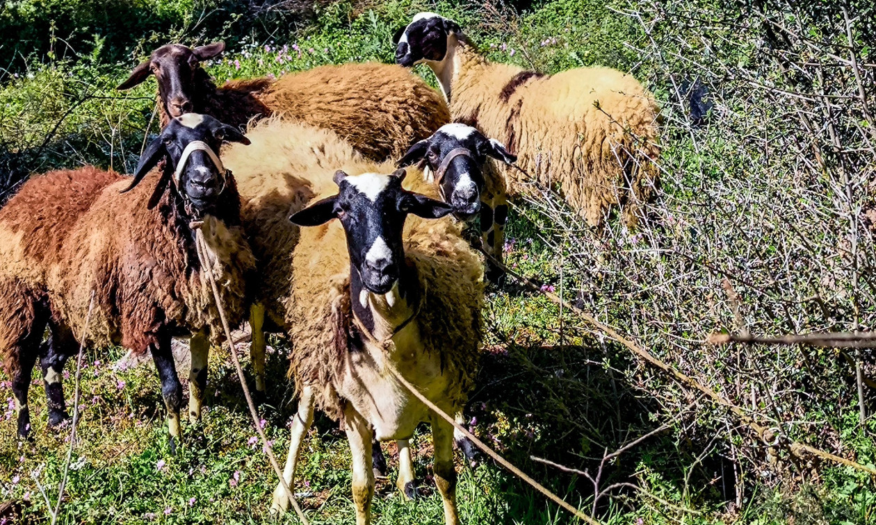 Αγροτικά - Κτηνοτρόφοι: Υποχρεωτική η τοποθέτηση ηλεκτρονικού βώλου σε όλα τα αιγοπρόβατα από το 2027 Αγροτικά - Κτηνοτρόφοι: Υποχρεωτική η τοποθέτηση ηλεκτρονικού βώλου σε όλα τα αιγοπρόβατα από το 2027