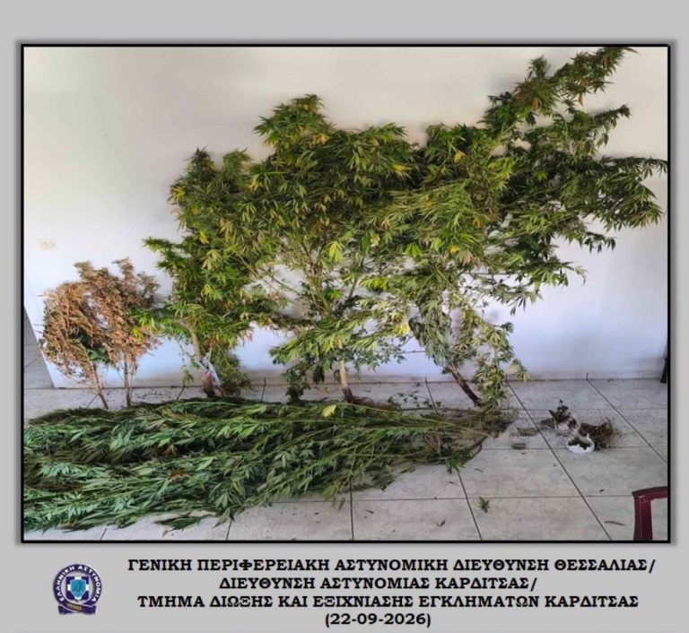 ΚΑΡΔΙΤΣΑ - Καρδίτσα: Συνελήφθη 70χρονος για δενδρύλλια κάνναβης ΚΑΡΔΙΤΣΑ - Καρδίτσα: Συνελήφθη 70χρονος για δενδρύλλια κάνναβης