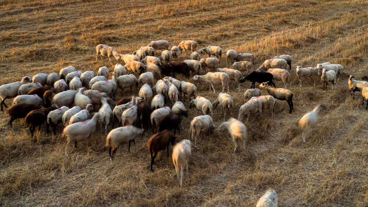 Δημ. Γκουγκουλής: «Αχαρτογράφητα νερά» η διαχείριση θετικού δείγματος ευλογιάς, σύμφωνα με τον καθηγητή Κτηνιατρικής (βίντεο) Δημ. Γκουγκουλής: «Αχαρτογράφητα νερά» η διαχείριση θετικού δείγματος ευλογιάς, σύμφωνα με τον καθηγητή Κτηνιατρικής (βίντεο)