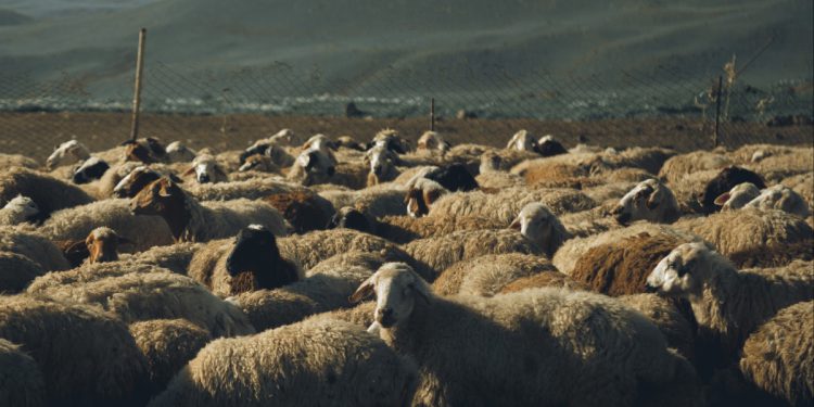 Αγροτικά - Όχι στη θανάτωση ζώων με φυσική ανοσία στην ευλογιά – Η ΕΘΕΑΣ ζητά ξεκάθαρες οδηγίες από το ΥΠΑΑΤ Αγροτικά - Όχι στη θανάτωση ζώων με φυσική ανοσία στην ευλογιά – Η ΕΘΕΑΣ ζητά ξεκάθαρες οδηγίες από το ΥΠΑΑΤ