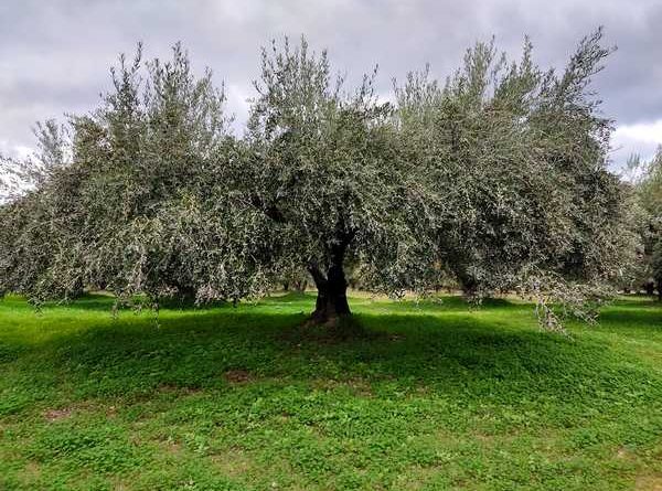 ΘΕΣΣΑΛΙΑ - ΛΑΣ Θεσσαλίας: Ουσιαστικά μέτρα στήριξης της ελαιοκαλλιέργειας ΘΕΣΣΑΛΙΑ - ΛΑΣ Θεσσαλίας: Ουσιαστικά μέτρα στήριξης της ελαιοκαλλιέργειας