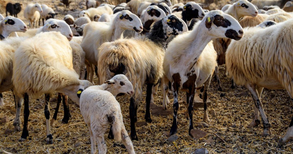 Αγροτικά - Συνεχίζονται τα κρούσματα ευλογιάς στη χώρα, σε ένα 15ήμερο είχαμε 11 νέες εστίες, απλήρωτοι, χωρίς εισόδημα οι κτηνοτρόφoi Αγροτικά - Συνεχίζονται τα κρούσματα ευλογιάς στη χώρα, σε ένα 15ήμερο είχαμε 11 νέες εστίες, απλήρωτοι, χωρίς εισόδημα οι κτηνοτρόφoi
