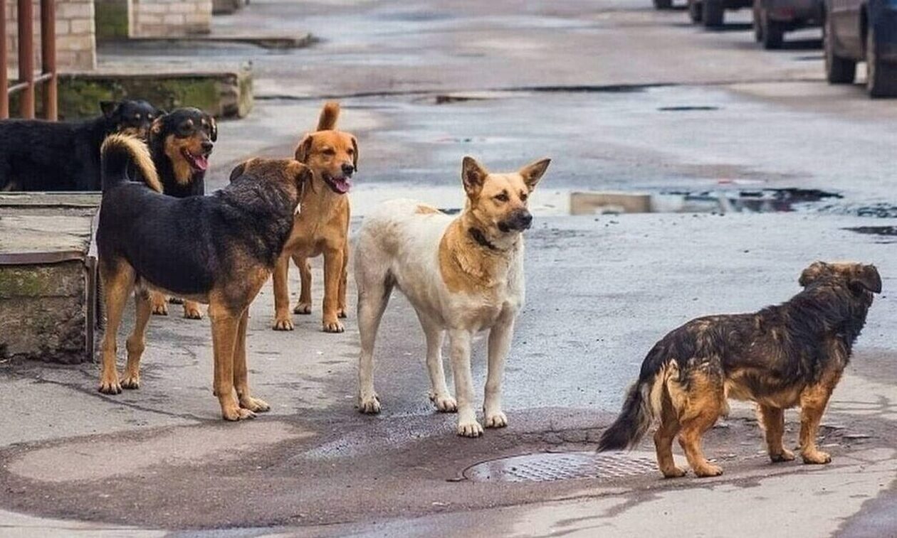 ΒΟΛΟΣ - Βόλος: Αδέσποτα τρομοκρατούν μια ολόκληρη συνοικία – Η διπλή επίθεση που προκάλεσε οργή ΒΟΛΟΣ - Βόλος: Αδέσποτα τρομοκρατούν μια ολόκληρη συνοικία – Η διπλή επίθεση που προκάλεσε οργή