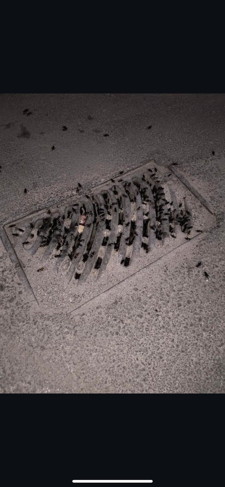 Εκατοντάδες τριζόνια σε περιοχές της Λάρισας αναστατώνοντας τους κατοίκους – «Μοιάζουν με κατσαρίδες που πετάνε» (ΦΩΤΟ)