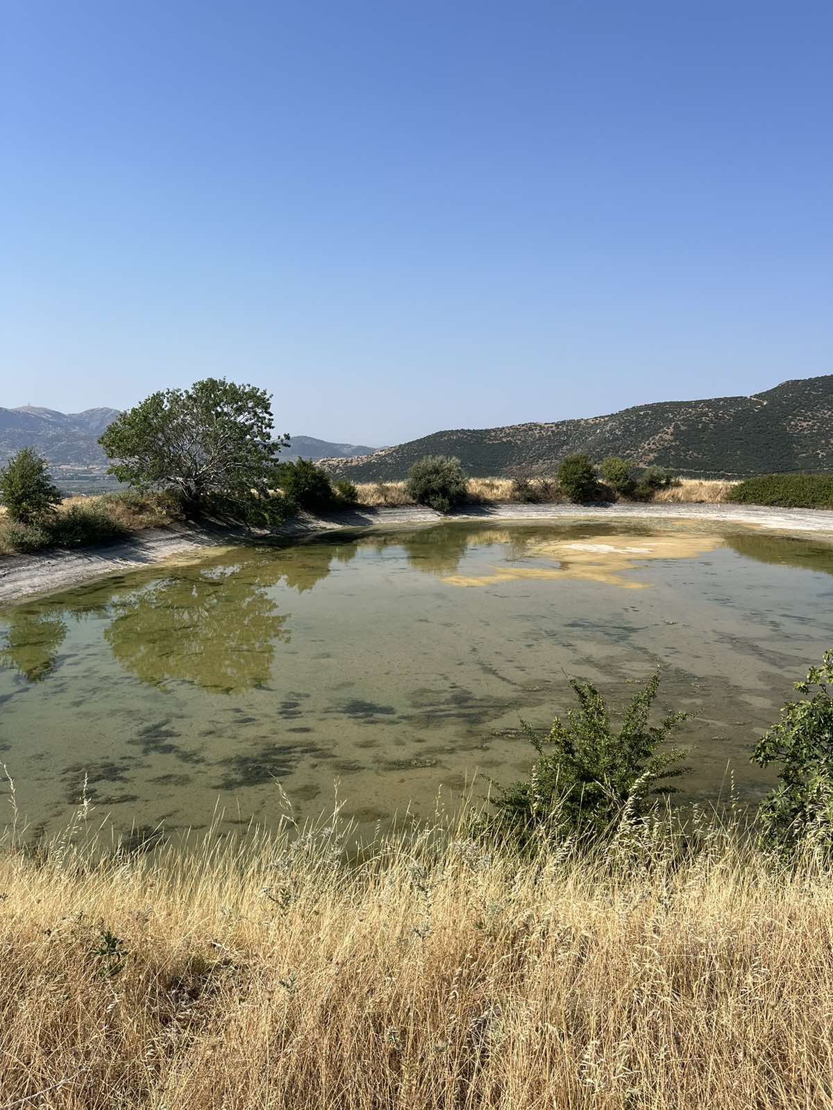 Σε απελπισία και απόγνωση ελαιοπαραγωγοί στους Γόννους